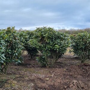 Rhododendron 'Cunningham's White' WIT 140-160 cm met kluit - afbeelding 15