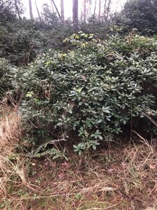 Rhododendron 'Cunningham's White' WIT 140-160 cm met kluit - afbeelding 16