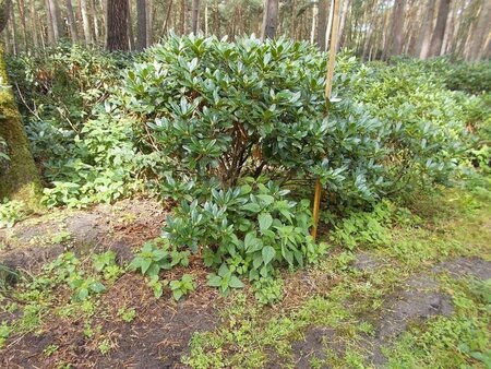 Rhododendron 'Cunningham's White' WIT 140-160 cm met kluit - afbeelding 7