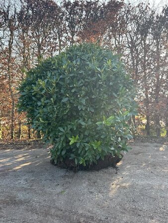 Rhododendron 'Cunningham's White' WIT 140-160 cm met kluit - afbeelding 19