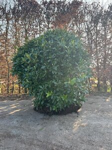 Rhododendron 'Cunningham's White' WIT 140-160 cm met kluit - afbeelding 19