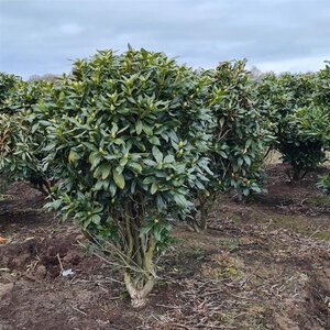Rhododendron 'Cunningham's White' WIT 140-160 cm met kluit - afbeelding 14