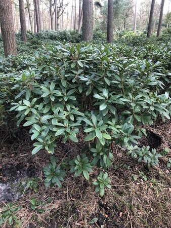 Rhododendron 'Cunningham's White' WIT 140-160 cm met kluit - afbeelding 6