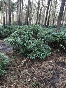 Rhododendron 'Cunningham's White' WIT 140-160 cm met kluit - afbeelding 4