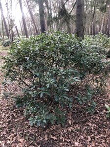 Rhododendron 'Cunningham's White' WIT 140-160 cm met kluit - afbeelding 3