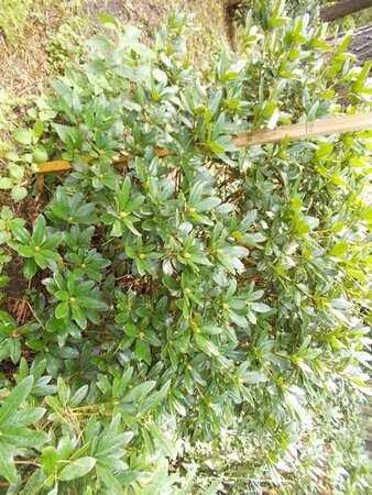 Rhododendron 'Cunningham's White' WIT 140-160 cm met kluit - afbeelding 2