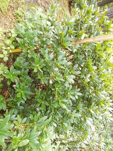 Rhododendron 'Cunningham's White' WIT 140-160 cm met kluit - afbeelding 2