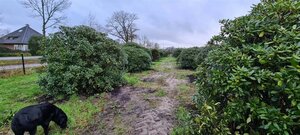 Rhododendron 'Cunningham's White' WIT 200-225 cm met kluit