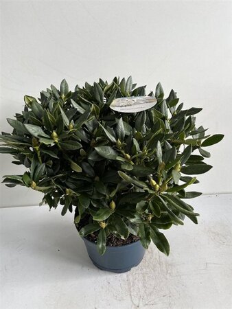 Rhododendron 'Cunningham's White' WIT 50-60 cm cont. 15L