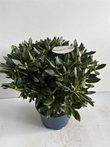 Rhododendron 'Cunningham's White' WIT 50-60 cm cont. 15L