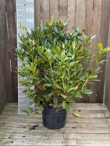 Rhododendron 'Cunningham's White' WIT 60-80 cm cont. 15L - afbeelding 2