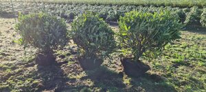Rhododendron 'Cunningham's White' WIT 80-90 cm met kluit - afbeelding 2