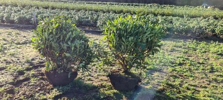 Rhododendron 'Cunningham's White' WIT 80-90 cm met kluit - afbeelding 3