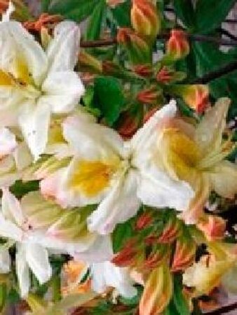 Rhododendron knaphill 'Daviesii' WIT 30-40 cm cont. 5,0L - afbeelding 2