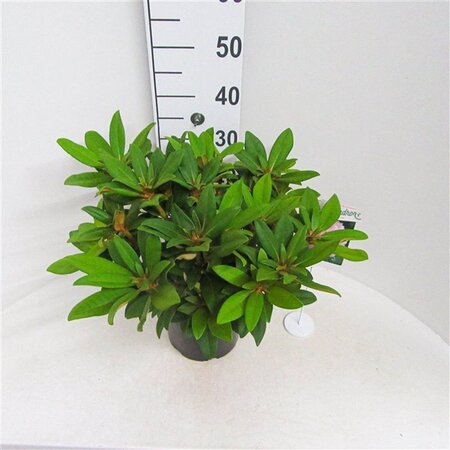 Rhododendron (Y) 'Doc' ROZE 30 cm cont. 5,0L bol
