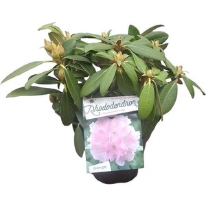 Rhododendron (Y) 'Doc' ROZE 30 cm cont. 5,0L bol