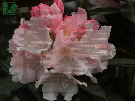 Rhododendron (Y) 'Dreamland' WIT/ROZE 30-40 cm cont. 4,0L