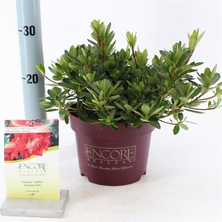 Rhododendron Encore Autumn Fire 25-30 cm cont. 3,0L - afbeelding 1