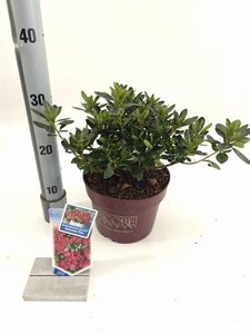 Rhododendron Encore Autumn Fire 25-30 cm cont. 3,0L - afbeelding 2