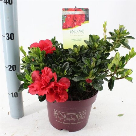 Rhododendron Encore Autumn Fire 25-30 cm cont. 3,0L - afbeelding 3