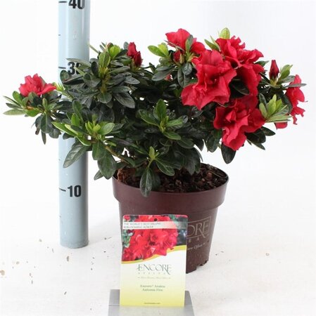 Rhododendron Encore Autumn Fire 25-30 cm cont. 3,0L - afbeelding 4