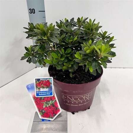 Rhododendron Encore Autumn Fire 25-30 cm cont. 3,0L - afbeelding 5