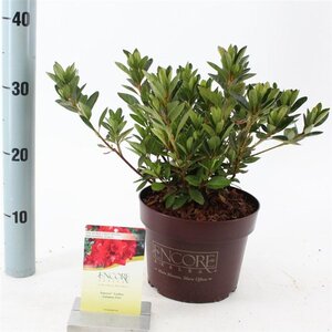 Rhododendron Encore Autumn Fire 25-30 cm cont. 3,0L - afbeelding 6