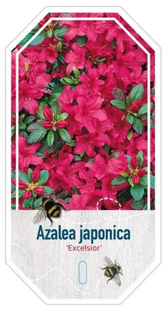 Rhododendron (AJ) 'Excelsior' 20-25 cm cont. 2,0L - afbeelding 2