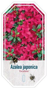 Rhododendron (AJ) 'Excelsior' 20-25 cm cont. 2,0L - afbeelding 2
