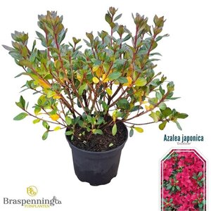 Rhododendron (AJ) 'Excelsior' 20-25 cm cont. 2,0L - afbeelding 1