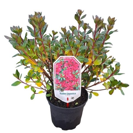 Rhododendron (AJ) 'Excelsior' 20-25 cm cont. 2,0L - afbeelding 3