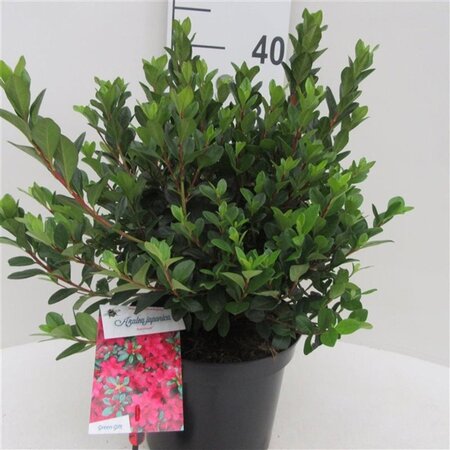 Rhododendron (AJ) 'Excelsior' 25-30 cm cont. 4,0L - afbeelding 1