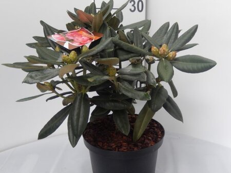 Rhododendron (Y) 'Fantastica' ROZE 30-40 cm cont. 5,0L - afbeelding 2