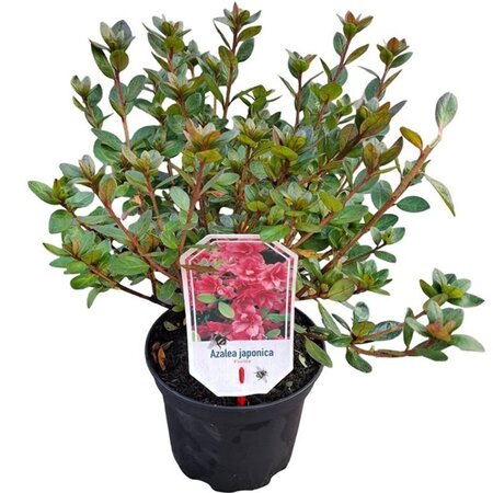 Rhododendron (AJ) 'Florida' ROOD 20-25 cm cont. 2,0L - afbeelding 2