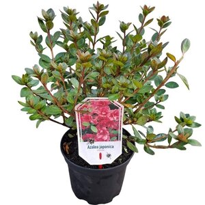 Rhododendron (AJ) 'Florida' ROOD 20-25 cm cont. 2,0L - afbeelding 2