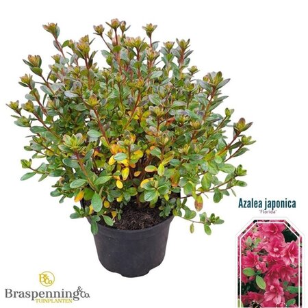 Rhododendron (AJ) 'Florida' ROOD 25-30 cm cont. 4,0L - afbeelding 2