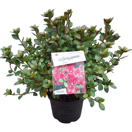 Rhododendron (AJ) 'Florida' ROOD 25-30 cm cont. 4,0L - afbeelding 4