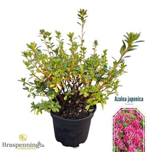 Rhododendron (AJ) 'Fumiko' 20-25 cm cont. 2,0L - afbeelding 1