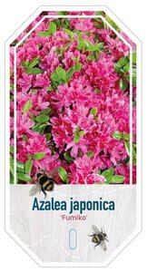 Rhododendron (AJ) 'Fumiko' 20-25 cm cont. 2,0L - afbeelding 2