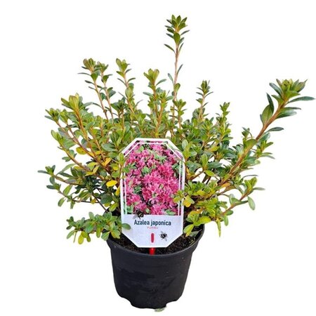 Rhododendron (AJ) 'Fumiko' 20-25 cm cont. 2,0L - afbeelding 3