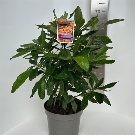 Rhododendron knaphill  'Golden Eagle' ORANJE 30-40 cm cont. 5,0L - afbeelding 2