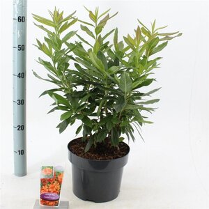Rhododendron knaphill  'Golden Eagle' ORANJE 30-40 cm cont. 5,0L - afbeelding 3