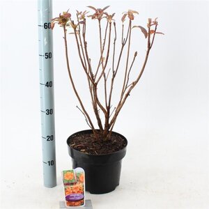 Rhododendron knaphill  'Golden Eagle' ORANJE 30-40 cm cont. 5,0L - afbeelding 4
