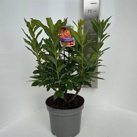 Rhododendron knaphill 'Gibraltar' ORANJE 30-40 cm cont. 5,0L - afbeelding 3