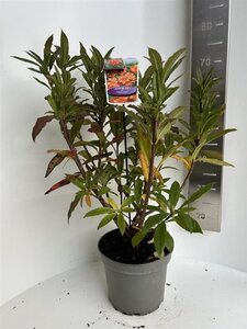 Rhododendron knaphill 'Gibraltar' ORANJE 40-50 cm cont. 5,0L