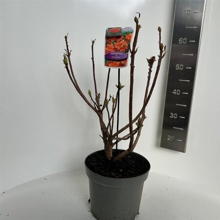 Rhododendron knaphill 'Gibraltar' ORANJE 40-50 cm cont. 5,0L - afbeelding 1