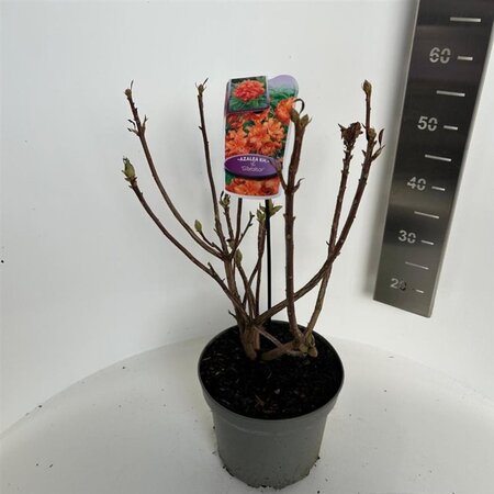 Rhododendron knaphill 'Gibraltar' ORANJE 40-50 cm cont. 5,0L - afbeelding 2