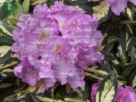 Rhododendron 'Goldfinger' PAARS 25-30 cm cont. 4,0L