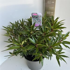 Rhododendron ponticum 'Graziella' ROZE 40-50 cm cont. 5,0L - afbeelding 2