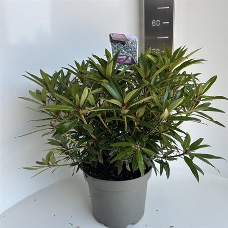 Rhododendron ponticum 'Graziella' ROZE 40-50 cm cont. 5,0L - afbeelding 3